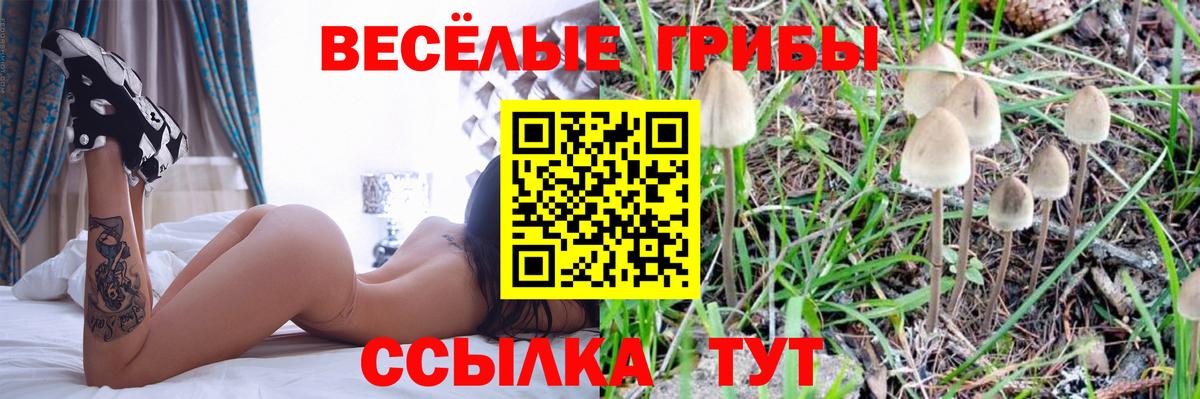 Великий Устюг  Псилоцибиновые грибы MAGIC MUSHROOMS  Вход с VPN 